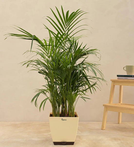 Areca Palm