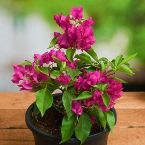 bougainvillea-pink-plant