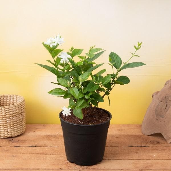 Mogra, Arabian Jasmine - Plant