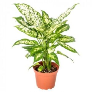 Aglaonema Snow White