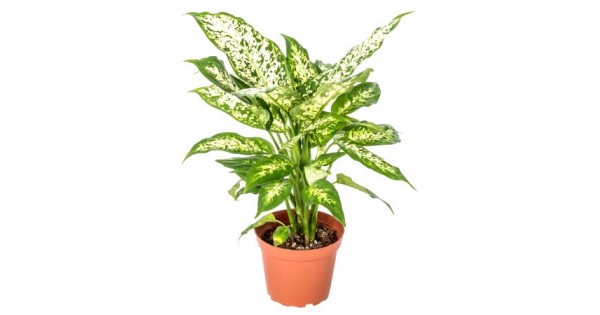 Aglaonema Snow White