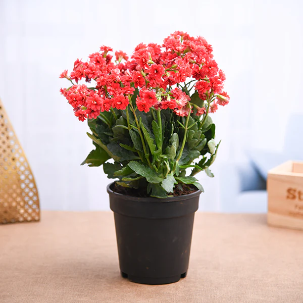 Kalanchoe Plant - Red