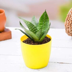 Snake-Plant Sansevieria Trifasciata