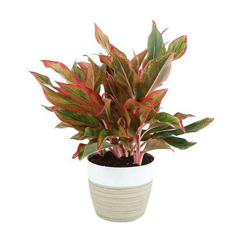 Aglaonema Lipstick