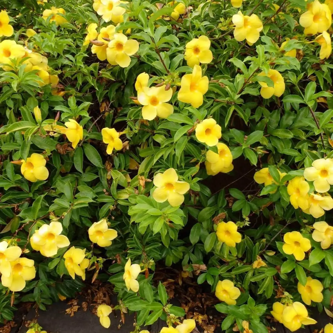 Allamanda Creeper Plant (Yellow)