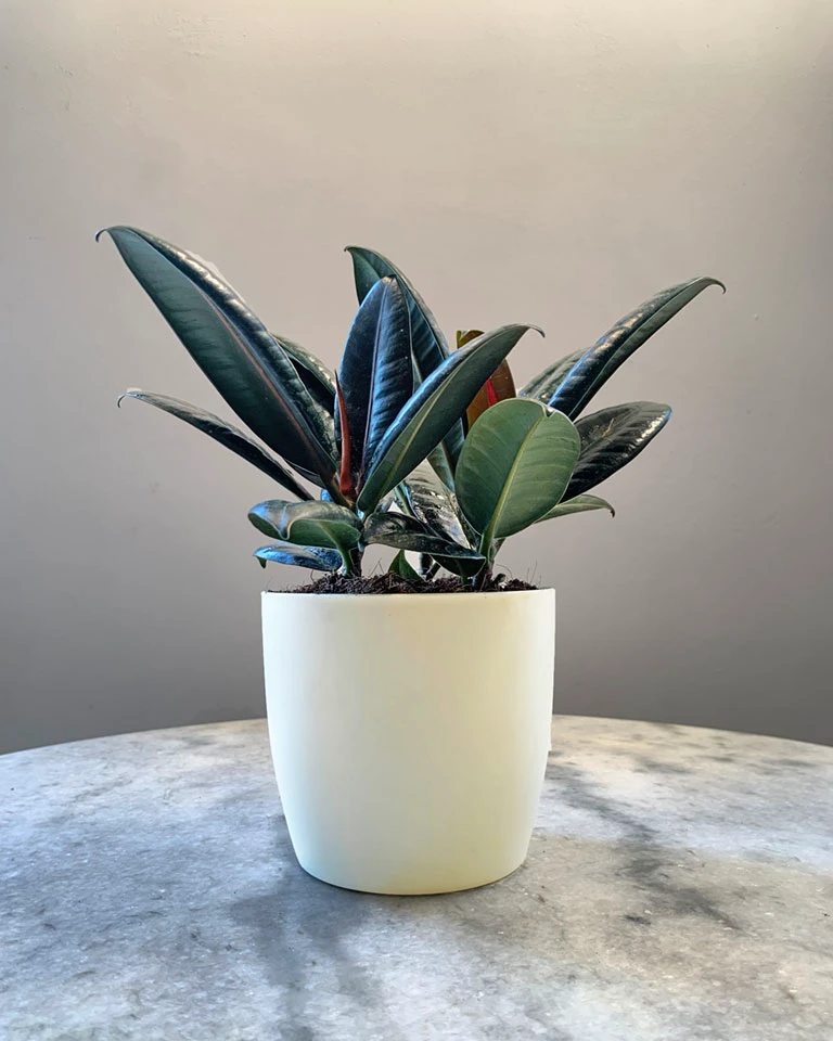 Rubber Tree, Rubber Plant (Small)