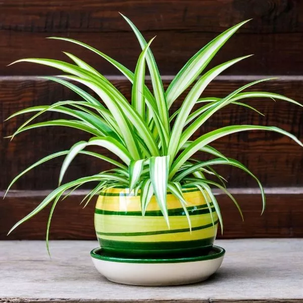 Spider Plant, Chlorophytum