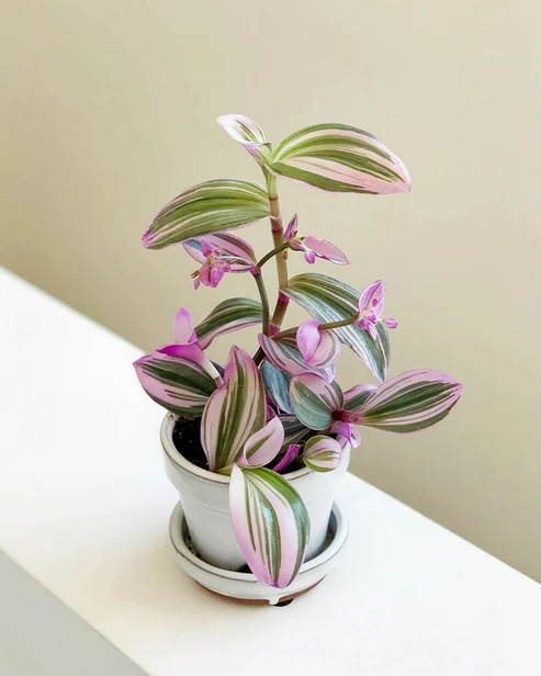 Wandering Jew (Pink) Plant