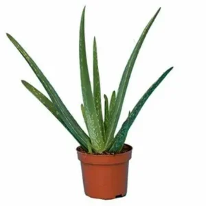 aloevera-plant