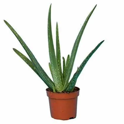 Aloevera