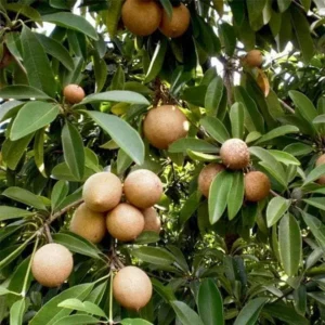 chikoo-sapota-chiku-fruit-grafted-plant-Plawosme_600x600-_1_