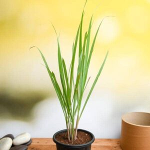 lemon-grass-plant-Plawsome