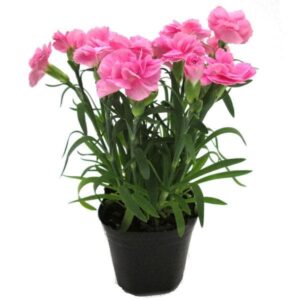 carnation plant