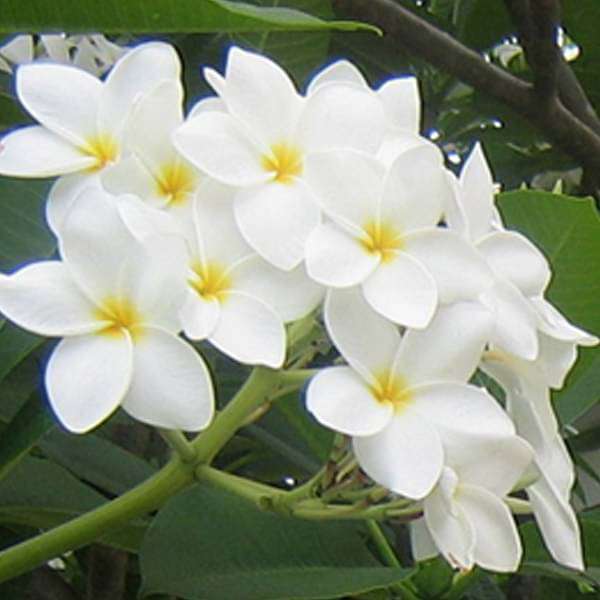 Plumeria, Champa (White) - Plant