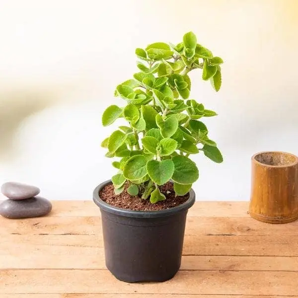 Ova, Ajwain Leaves - Plant