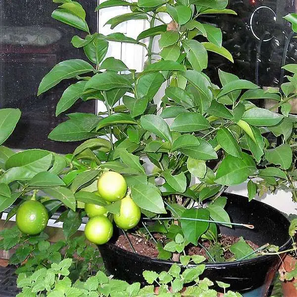 Nimboo, Lemon Tree - Plant