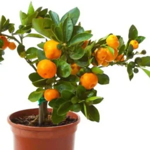 plants-orange-fruit-santra-grafted-plant-Plawsome