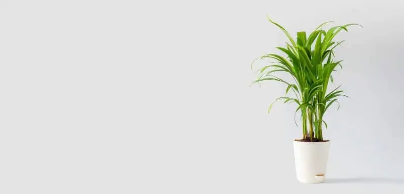 Get Plants Delivered At Your Doorstep