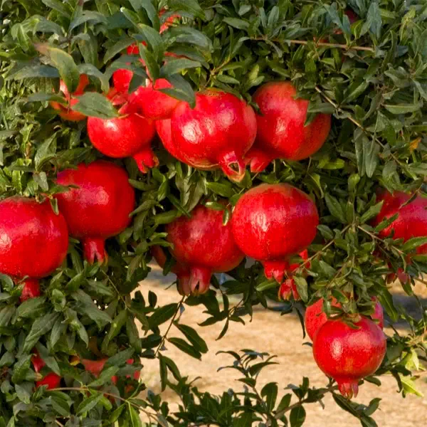 Pomegranate, Annar, Anar (Grafted) - Plant