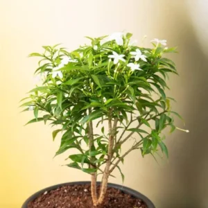 tagar-mini-plant