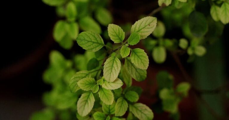 HOLY BASIL