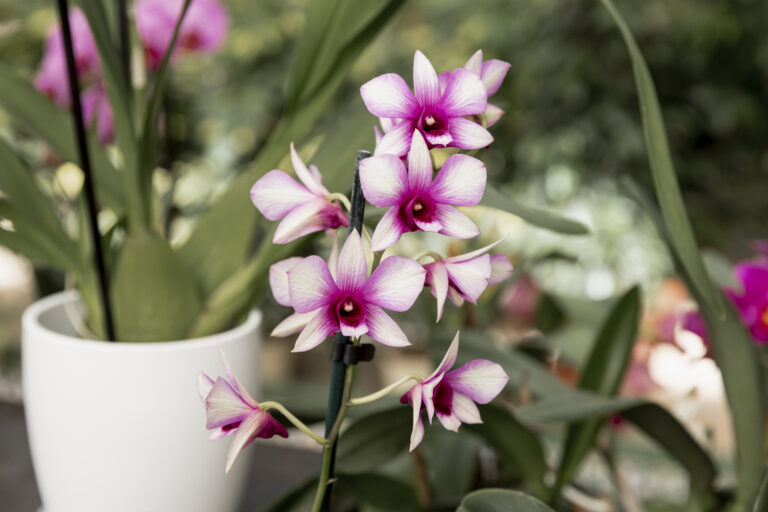 The Mysterious Euphoria: Exposing the Puzzles of the Rhapsody Orchid