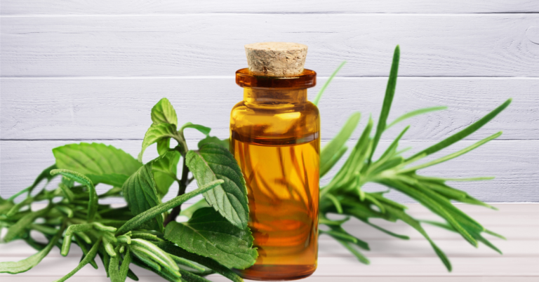 Tea Tree Oil As An Antiseptic And An Herbal Medicine: