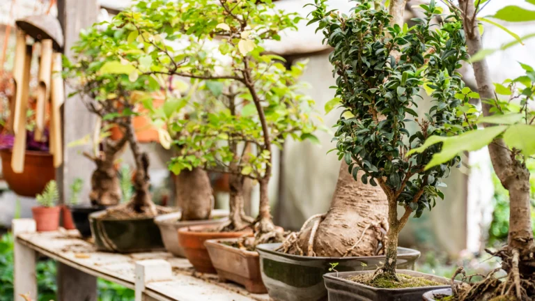 The Art of Bonsai: Cultivating Miniature Trees for Calm