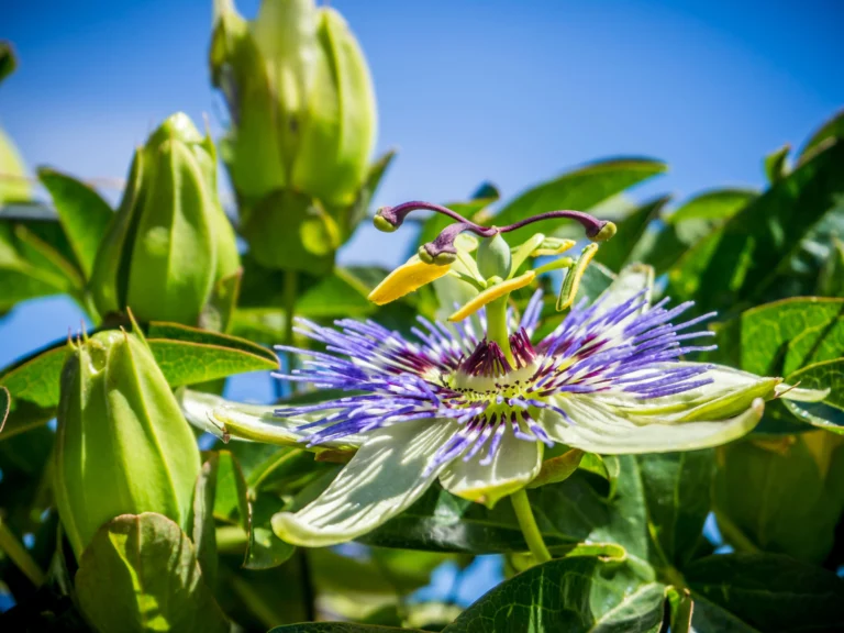 Plants That Bring Positive Energy in Home: Cultivating a Haven of Harmony