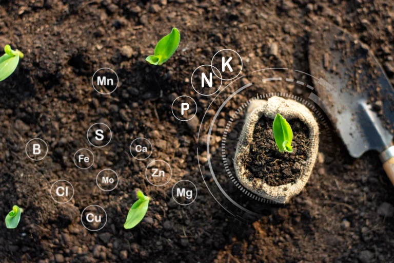 The Science of Soil: Understanding and Improving Your Garden's Foundation 