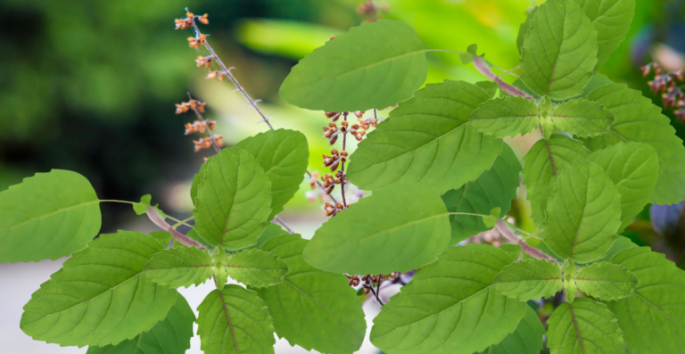 Tulsi: Uses, Medicinal Effects and Benefits.