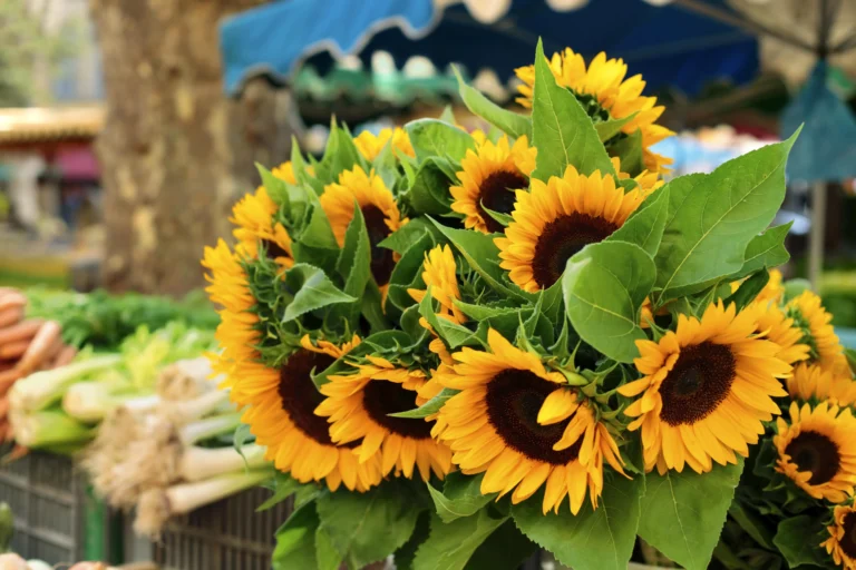 The Splendor of Sunflowers: A Blooming Tale