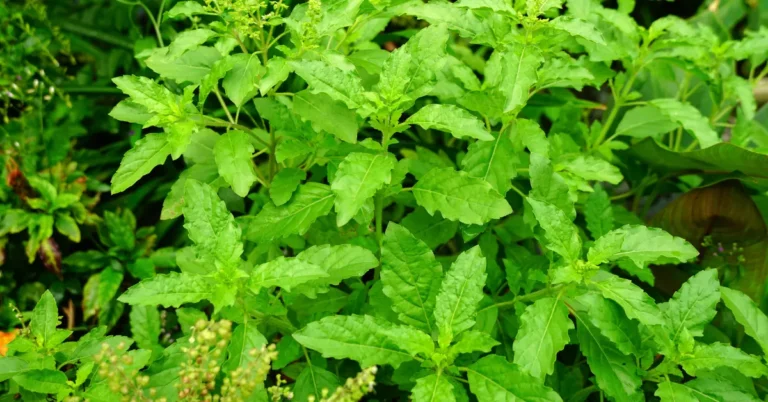 The Mighty Tulsi: A Natural Elixir for Your Health and Well-being