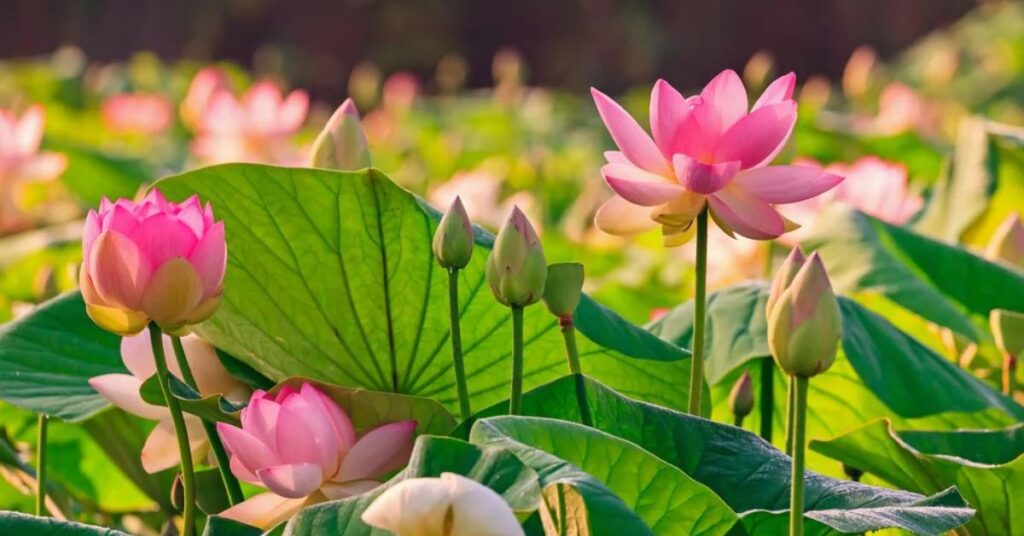 Lotus: A Natural Beauty, Vitality, and Well-Being 