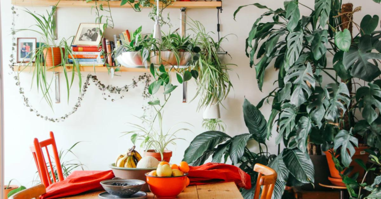 Indoor Plant Care: All that You Want to Be aware