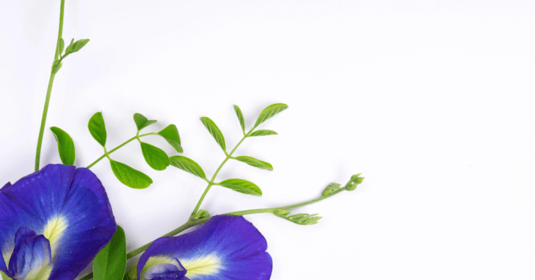 The Wonders of Butterfly Pea : A Comprehensive Guide