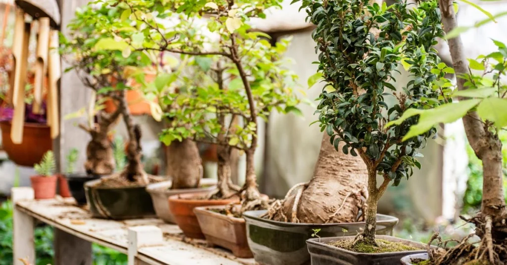 The Art of Bonsai