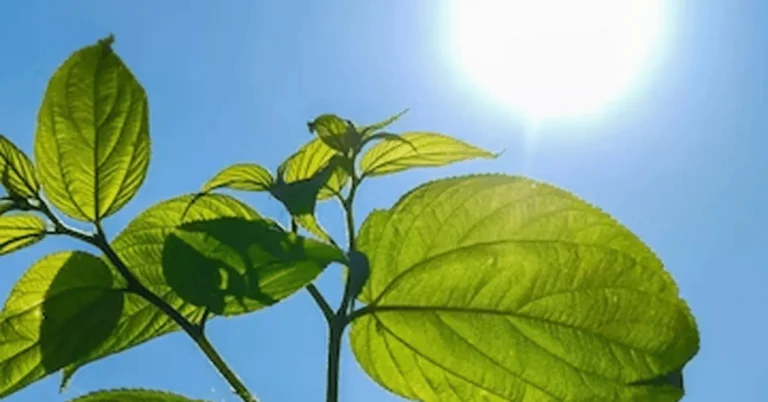 How Plants Make Their Own Food: The Amazing Process Of Photosynthesis