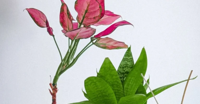 The Enchanting Symphony of Life: A Glimpse into the Fascinating World of Plants"