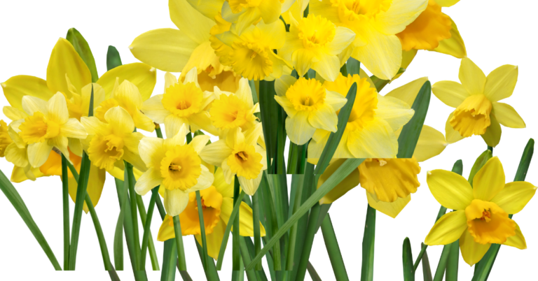 The daffodil : symbolizes rebirth and new beginnings.