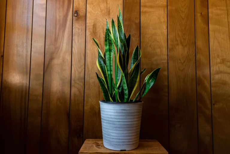 The Snake Plant: A Versatile and Resilient Houseplant