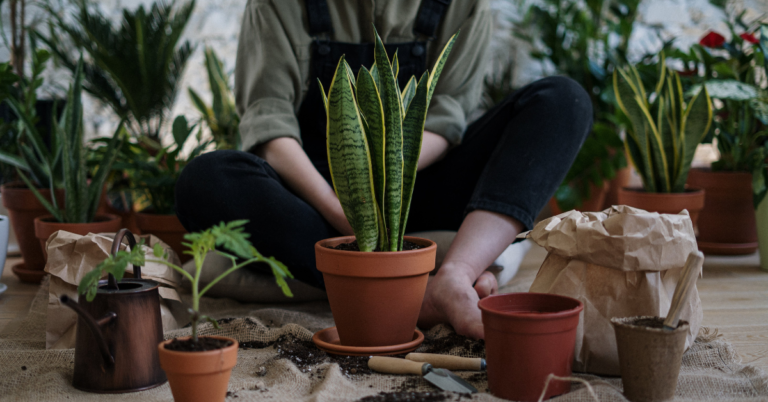 How to Start a Garden: A Beginner's Guide to Gardening