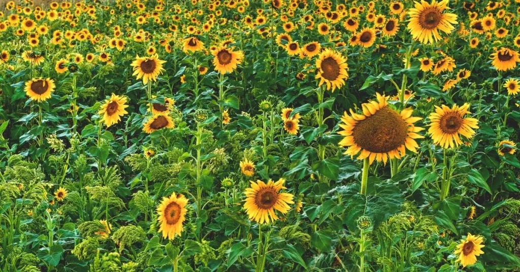 The Splendor of Sunflowers: A Blooming Tale