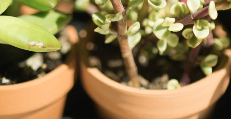 The Benefits Of Indoor Plants For Mental Health