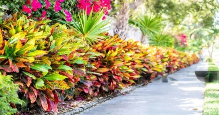 Unlocking The Beauty Of Garden Croton