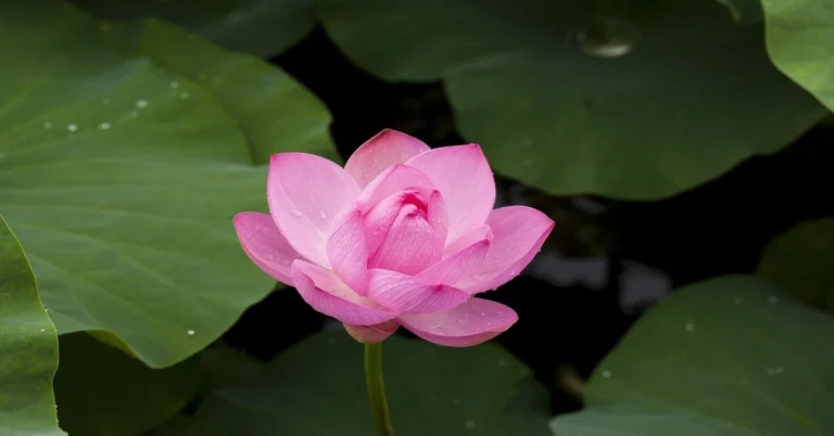 "Unlocking the Mystique of the Lotus Plant: A Comprehensive Guide to its Growth, Symbolism, and National Significance"