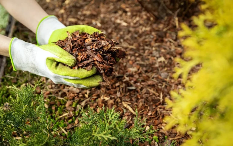 The Power of Mulch To Keep Your Garden Healthy