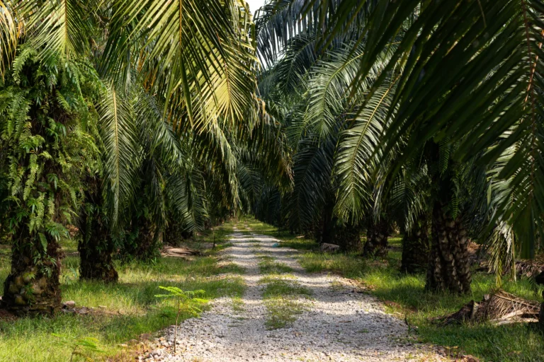 Exploring the Wonders of the Coconut Tree: Nature's Gift to Us