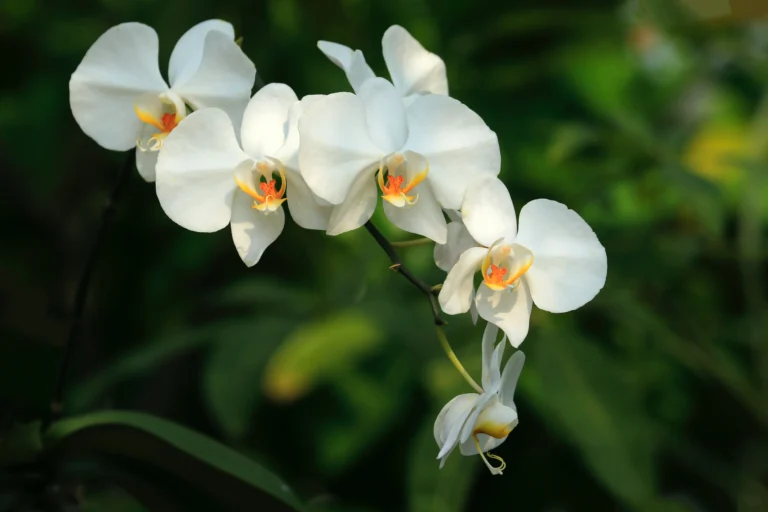 "Unveiling the Enigmatic World of Orchids: A Comprehensive Guide to Orchid Plants"