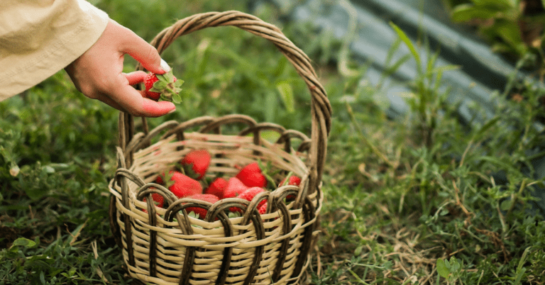 How to Grow Strawberries at Home